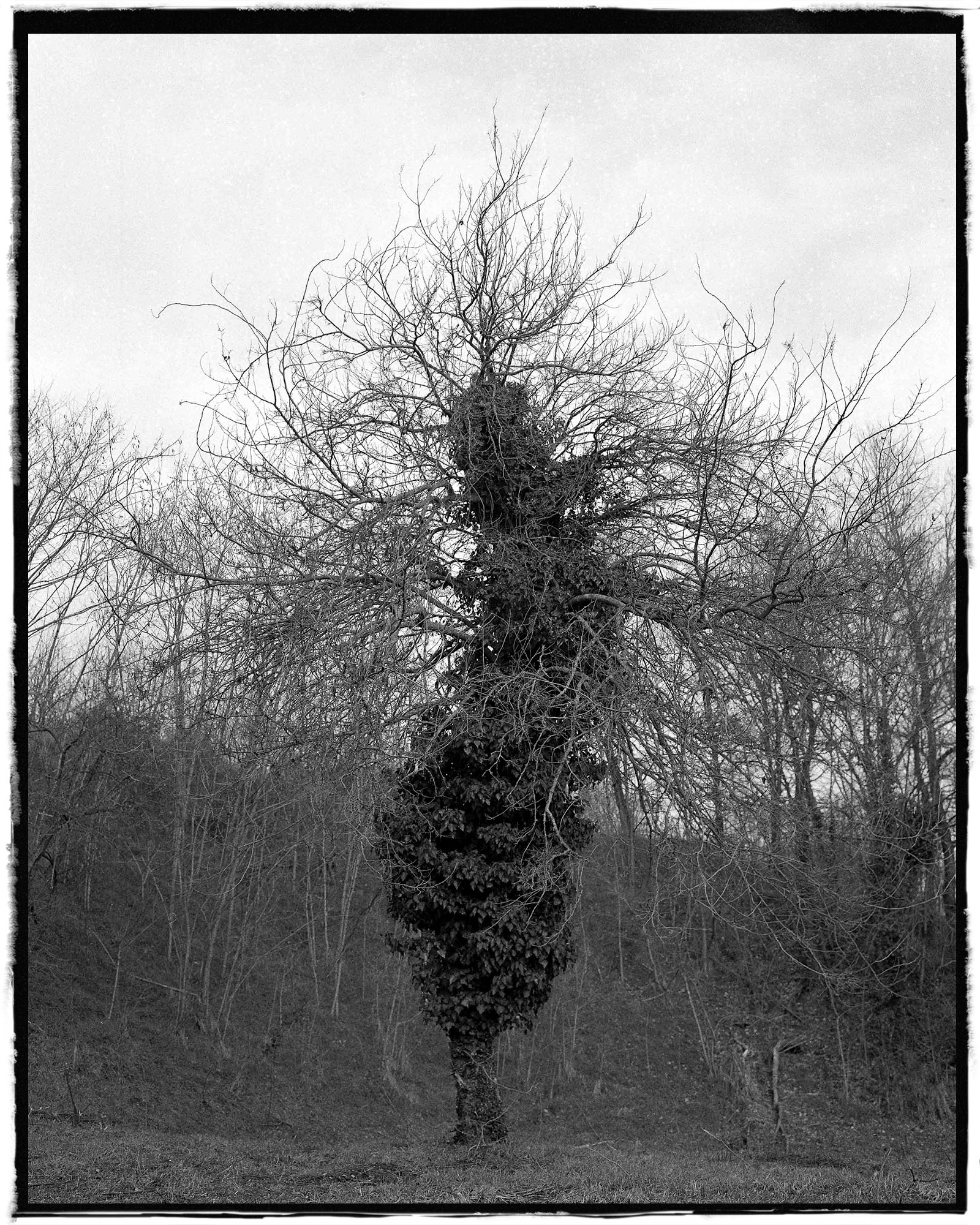 An ivy-covered tree surrounded by bare woodland.